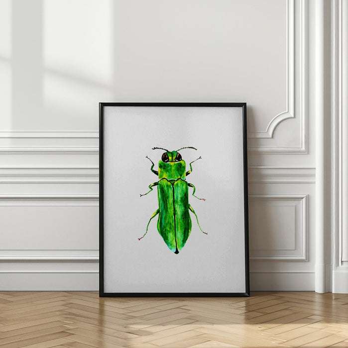 Jewel beetle or Agrilus angustulus Framed Art Modern Wall Decor