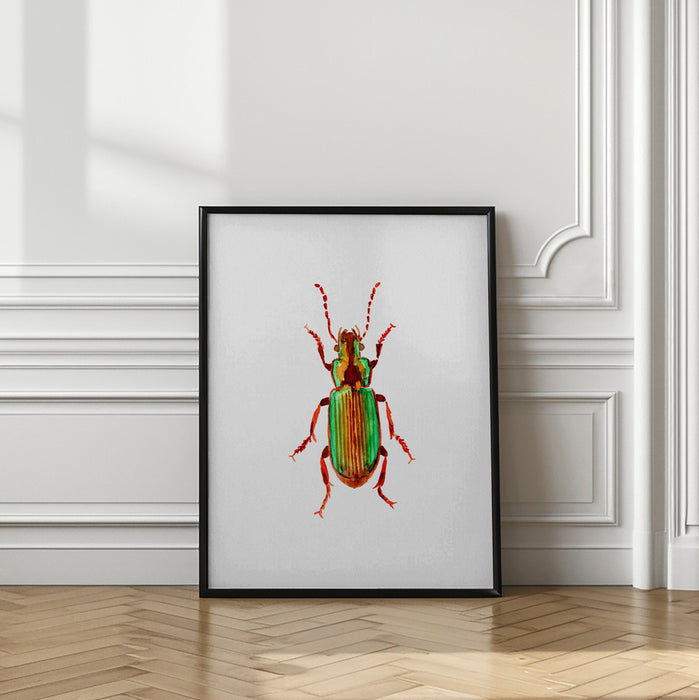 Carabidae ground beetle or Harpalus distinguendus Framed Art Modern Wall Decor