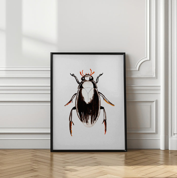 Water scavenger beetle or Hydrophilus aterrimus Framed Art Modern Wall Decor