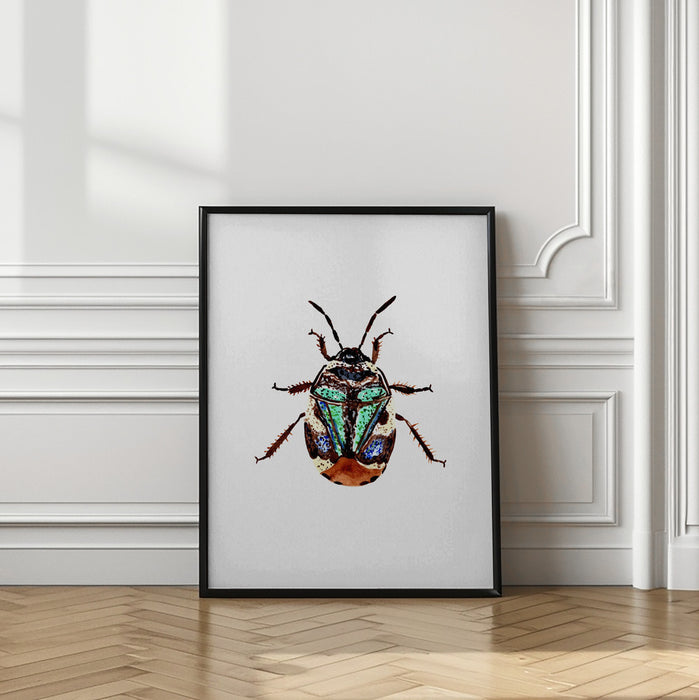 Pied shield bug or Tritomegas bicolor Framed Art Modern Wall Decor