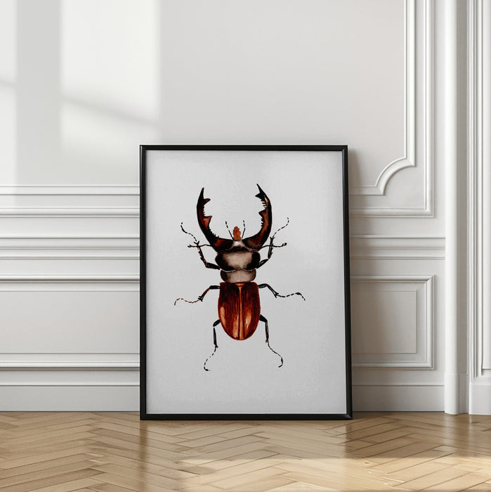 Stag beetle or Lucanus cervus Framed Art Modern Wall Decor