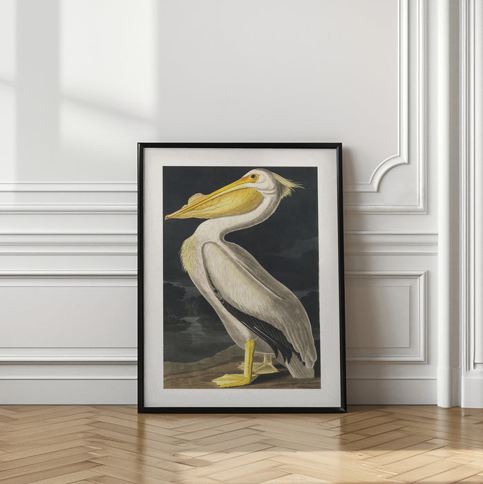 American White Pelican From Birds of America (1827) Framed Art Modern Wall Decor