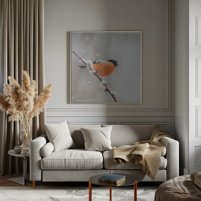 Bullfinch in a snowstorm. Square Canvas Art