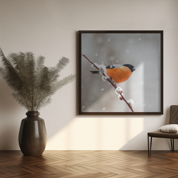 Bullfinch in a snowstorm. Square Canvas Art