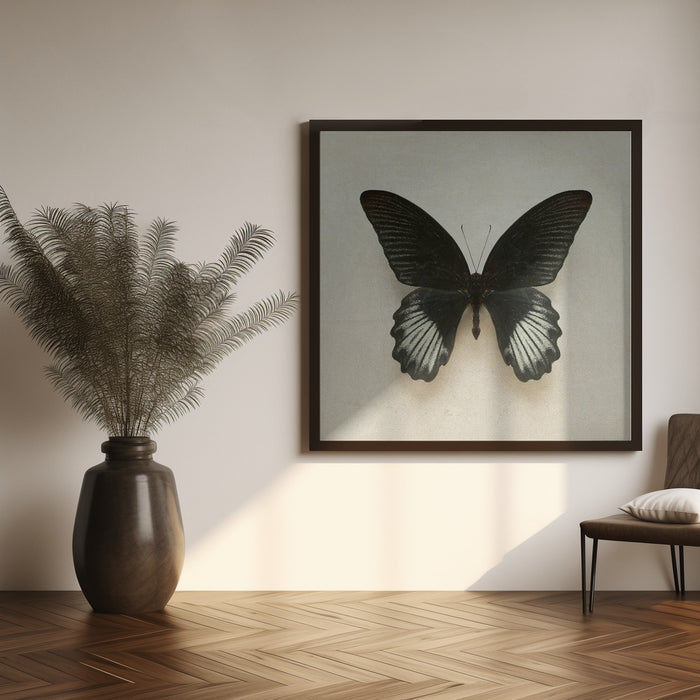 Black Mormon Butterfly Square Square Canvas Art Print