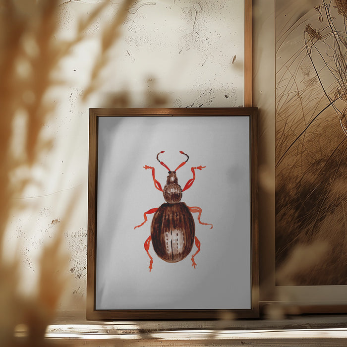 Strawberry root weevil  or Otiorhynchus ovatus Framed Art Modern Wall Decor