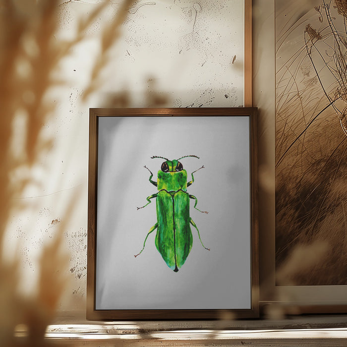 Jewel beetle or Agrilus angustulus Framed Art Modern Wall Decor