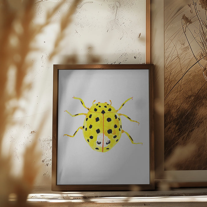 The 22-spot ladybird or Psyllobora vigintiduopunctata Framed Art Modern Wall Decor