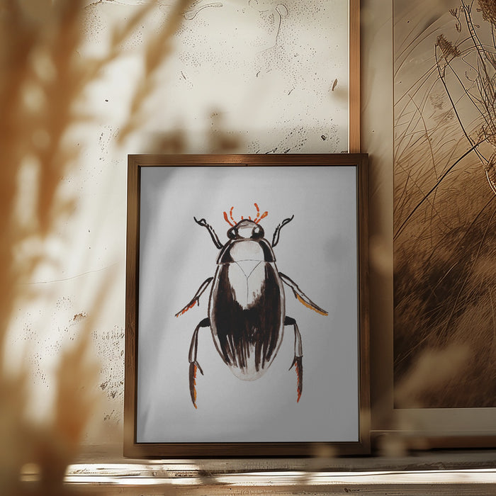 Water scavenger beetle or Hydrophilus aterrimus Framed Art Modern Wall Decor