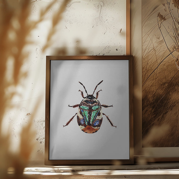 Pied shield bug or Tritomegas bicolor Framed Art Modern Wall Decor