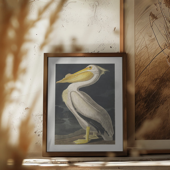 American White Pelican From Birds of America (1827) Framed Art Modern Wall Decor