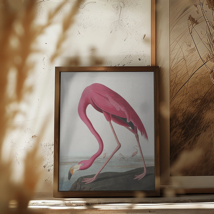 Pink Flamingo Ii From Birds of America (1827) Framed Art Modern Wall Decor