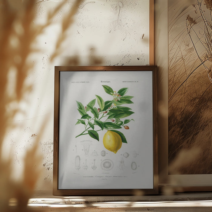Lemon (citrus Limonium) Framed Art Modern Wall Decor