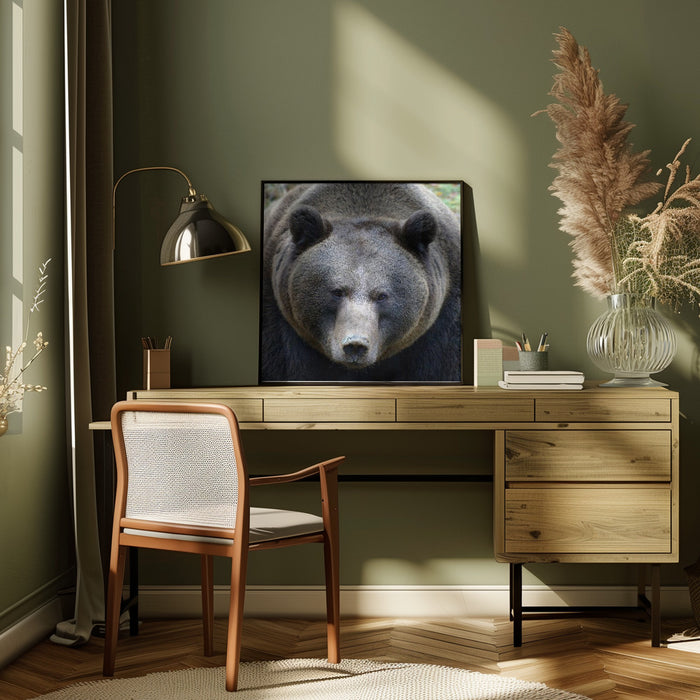 The Bear's look Square Canvas Art Print