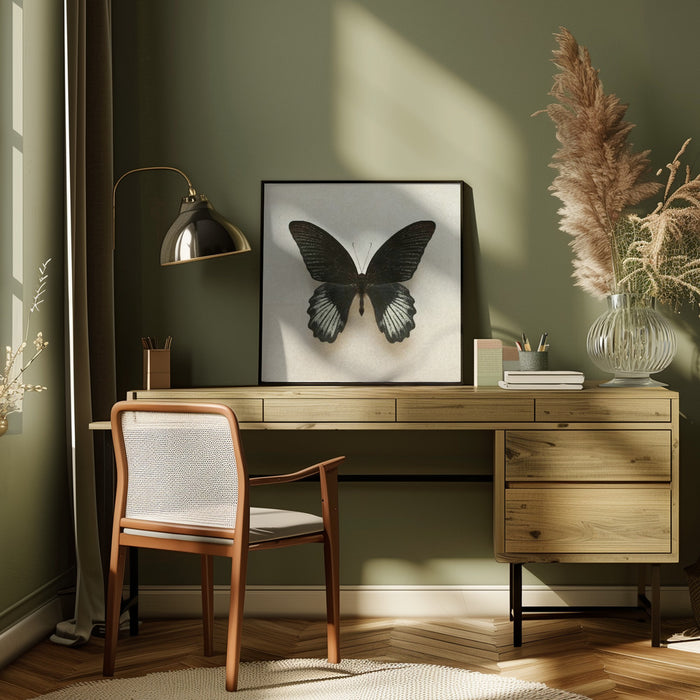 Black Mormon Butterfly Square Square Canvas Art Print