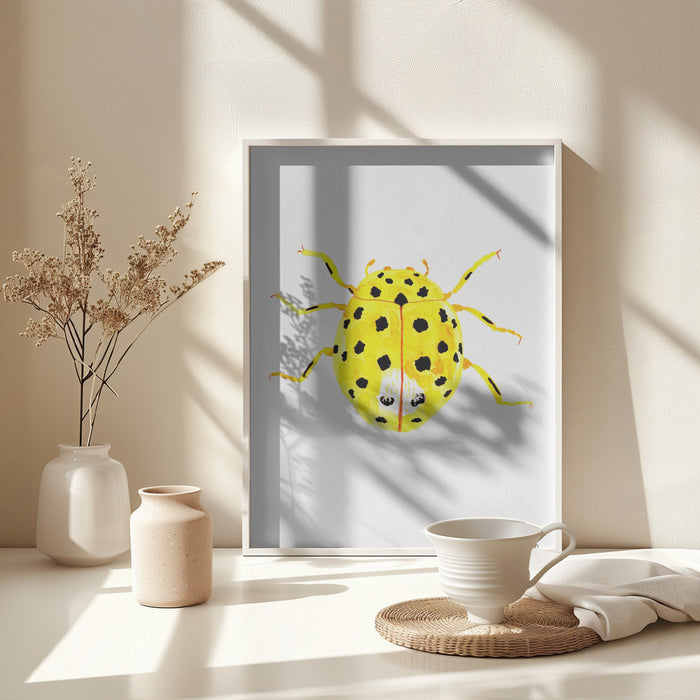 The 22-spot ladybird or Psyllobora vigintiduopunctata Framed Art Modern Wall Decor