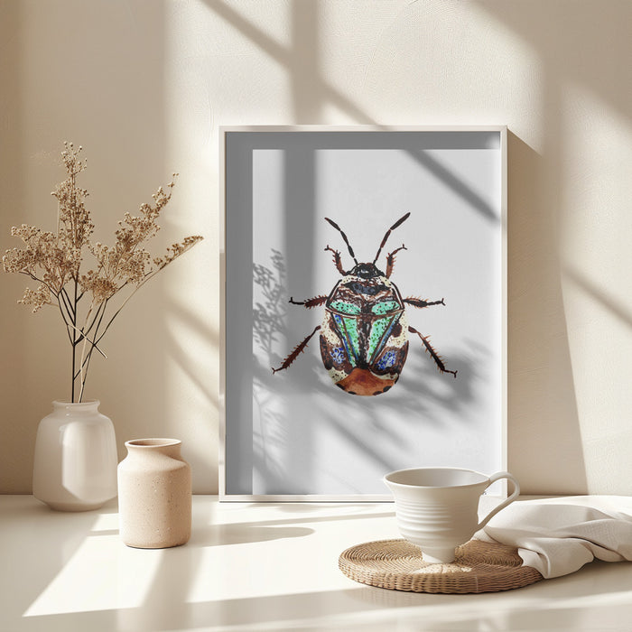 Pied shield bug or Tritomegas bicolor Framed Art Modern Wall Decor