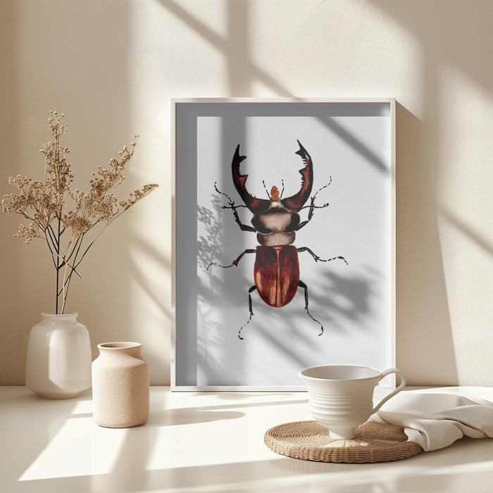 Stag beetle or Lucanus cervus Framed Art Modern Wall Decor