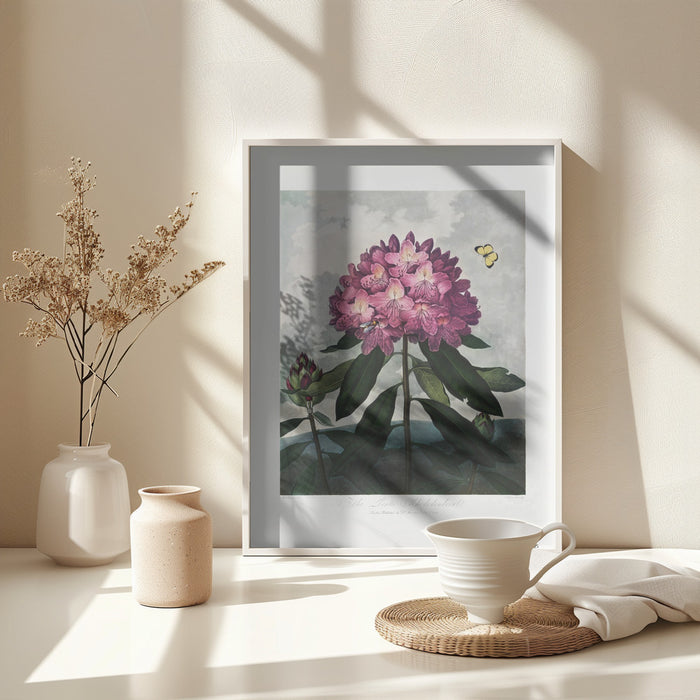 The Pontic Rhododendron from The Temple of Flora (1807) Framed Art Modern Wall Decor