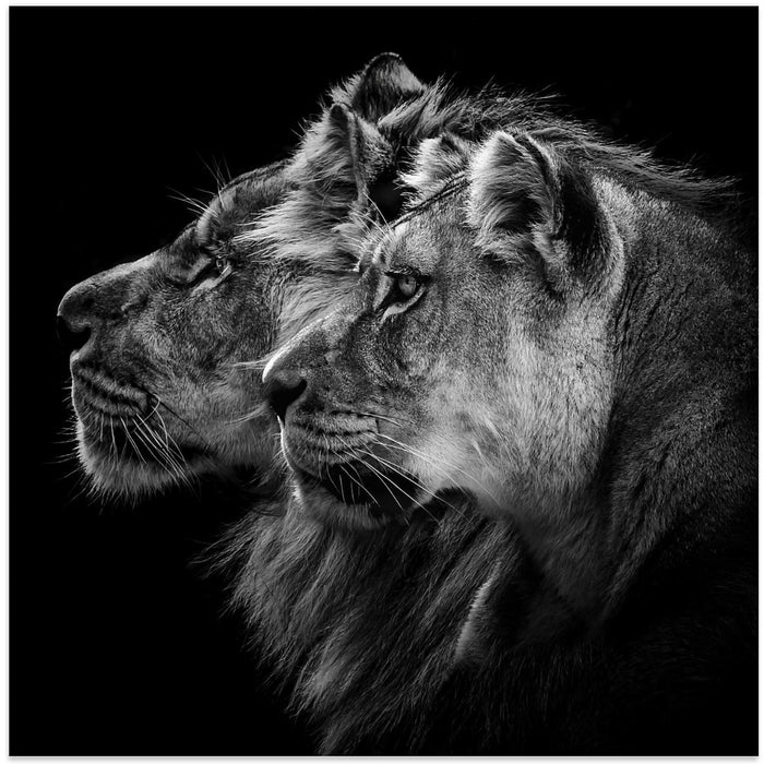 Lion and  lioness portrait Square Canvas Art