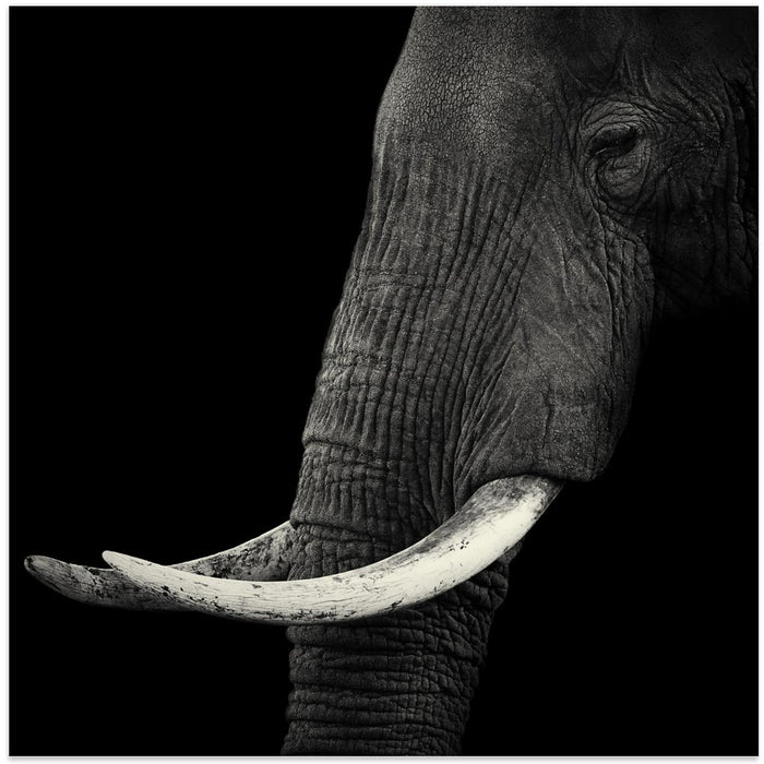 Elephant profile Square Canvas Art Print