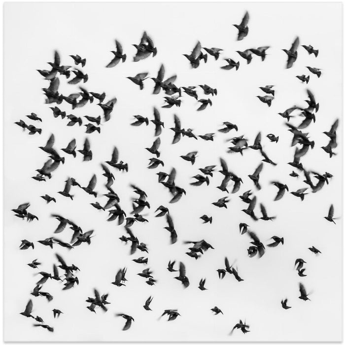 Birds Square Canvas Art