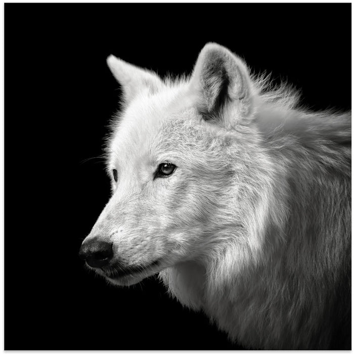 White Wolf #2 Square Canvas Art Print