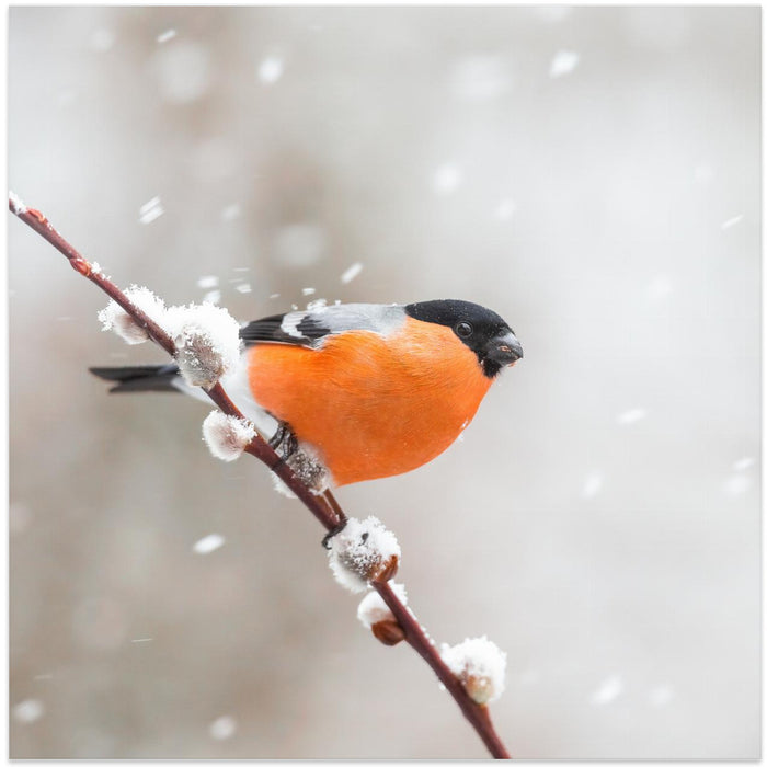 Bullfinch in a snowstorm. Square Canvas Art