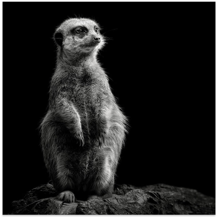 Meerkat Square Canvas Art Print