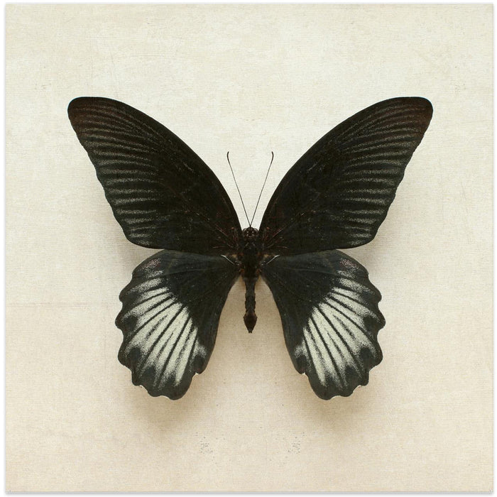 Black Mormon Butterfly Square Square Canvas Art Print