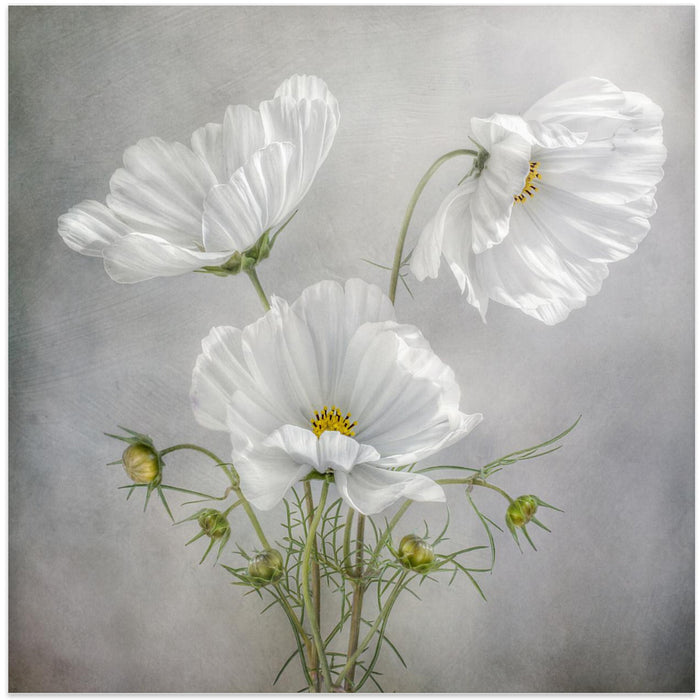 Cosmos Charm Square Canvas Art Print