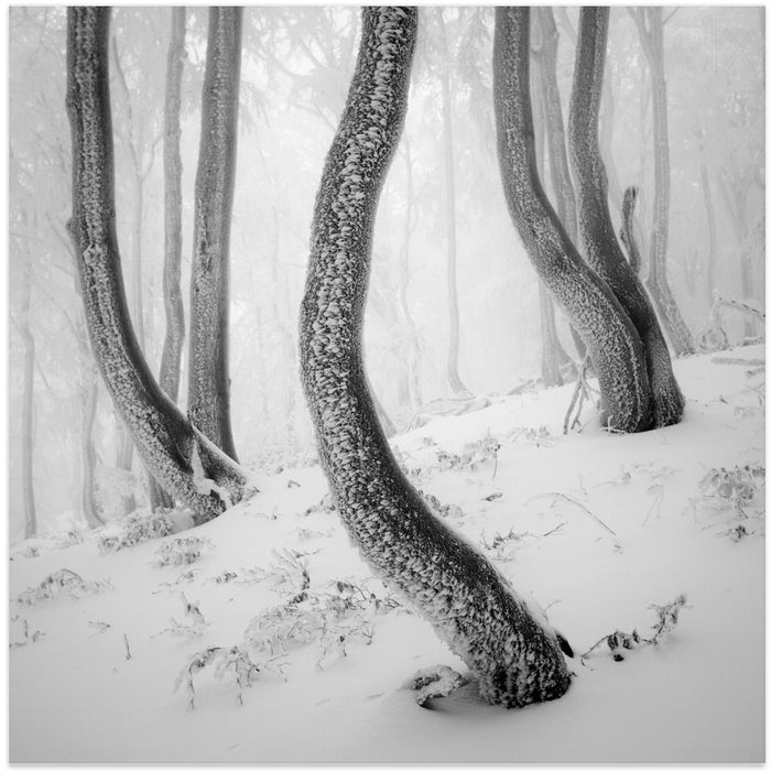 Frozen Forest Square Canvas Art Print