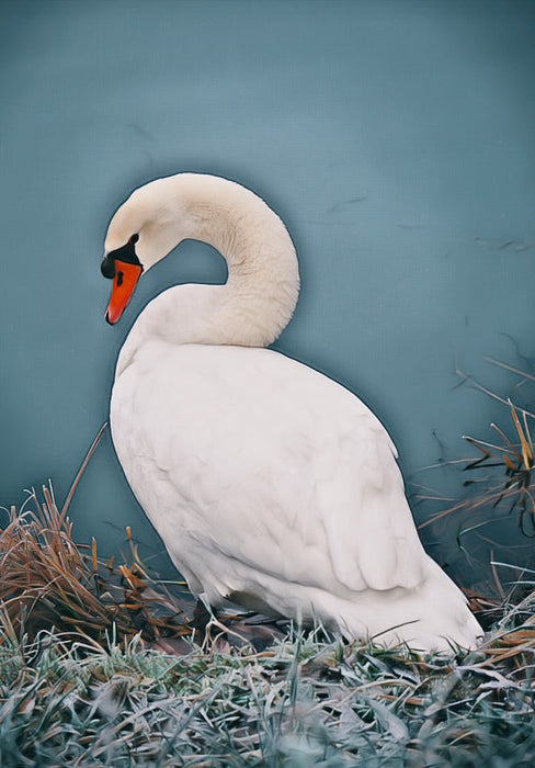 Swan Framed Wall Art Print for Wall Decor